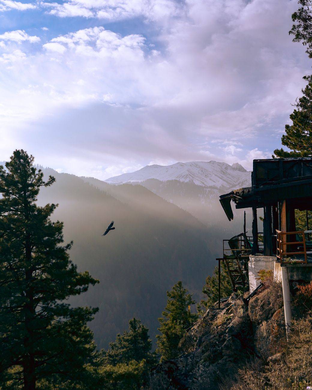 A misty mountain landscape with pine trees and a lone bird in flight.